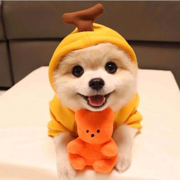 Dog Autumn And Winter Clothing Small And Medium Dog Love Two Legged Cat Cute Pet Clothing - Gusto Illusions