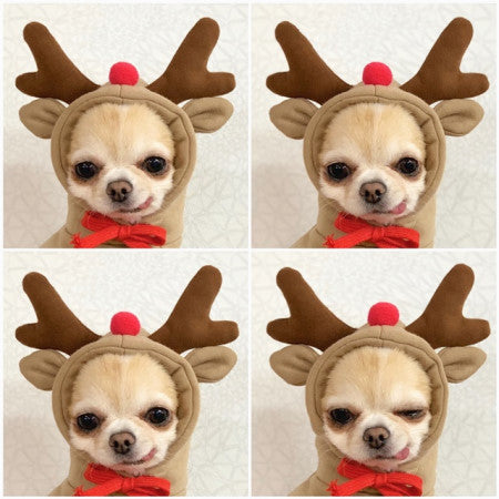 Dog Autumn And Winter Clothing Small And Medium Dog Love Two Legged Cat Cute Pet Clothing - Gusto Illusions
